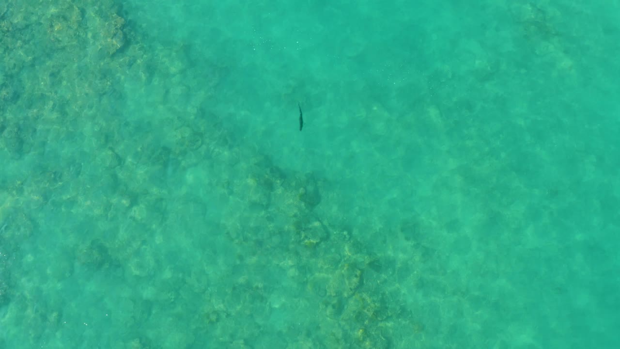 The fish sits against green-blue shallow water in Cabo Pulmo, with faint underwater vegetation or coral visible below and no visible people.