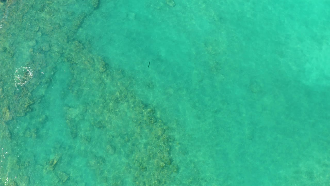 Overhead view of turquoise shallow water in Cabo Pulmo with submerged reef patches, a small dark fish near the upper right, and no visible people.