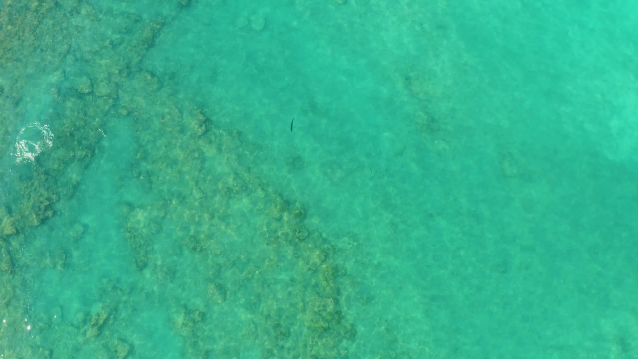 Straight-down view of Cabo Pulmo shallow sea with broad submerged reef texture, a small dark fish high in frame, and no visible people.
