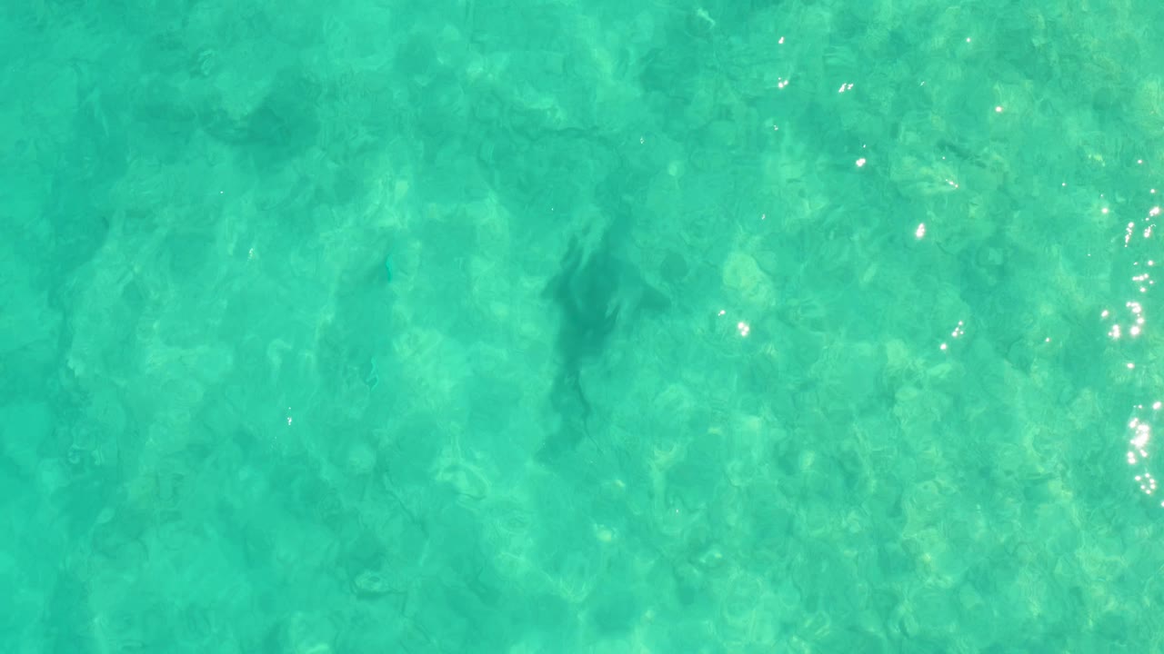 Overhead frame from Cabo Pulmo showing a shark shape just below clear turquoise water, with faint seabed texture and no visible people.