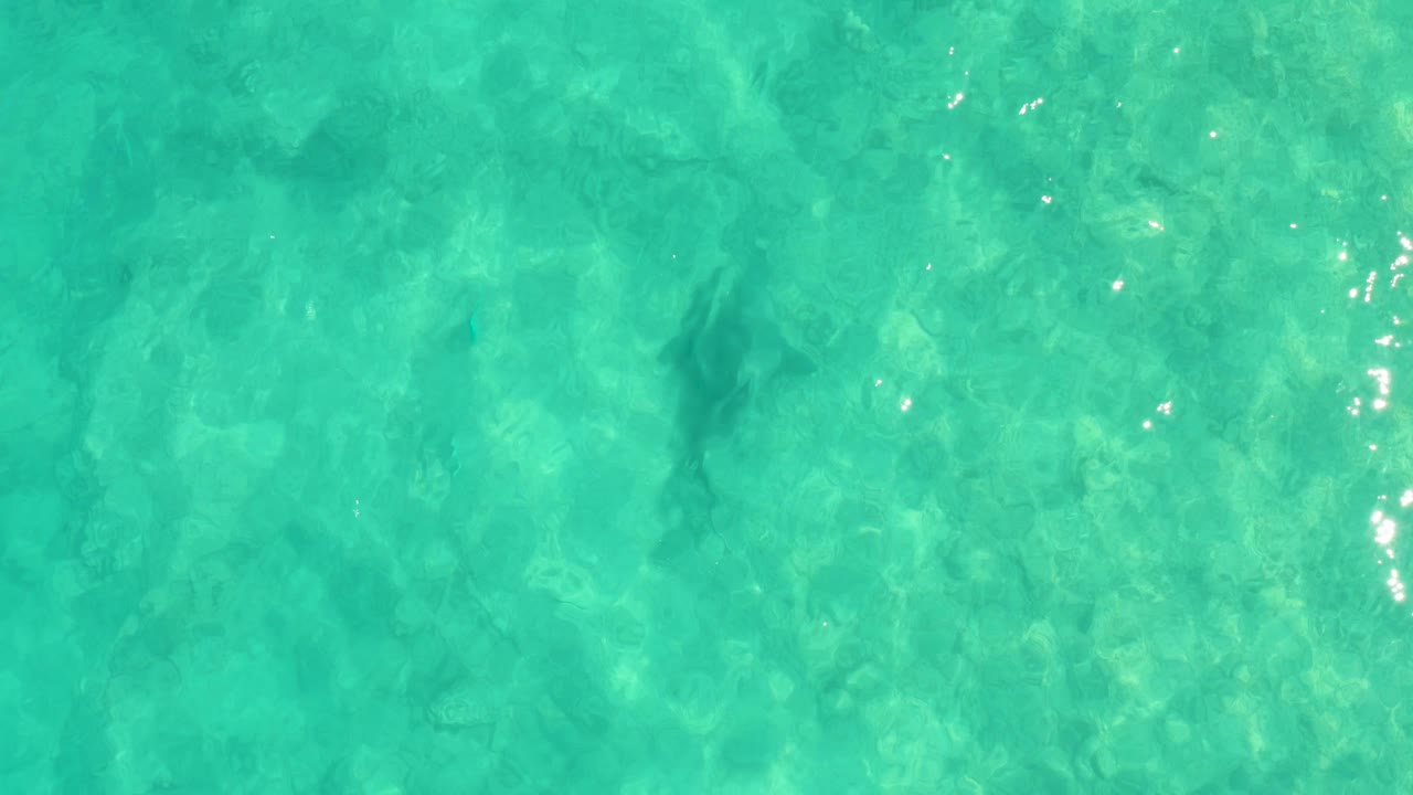 A dark shark silhouette sits beneath rippled turquoise water in Cabo Pulmo, with scattered sun flecks and no visible people.