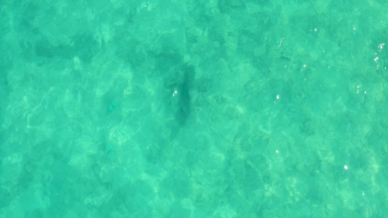 The shark appears as a darker form below blue-green Cabo Pulmo water, surrounded by mottled seabed color and no visible people.