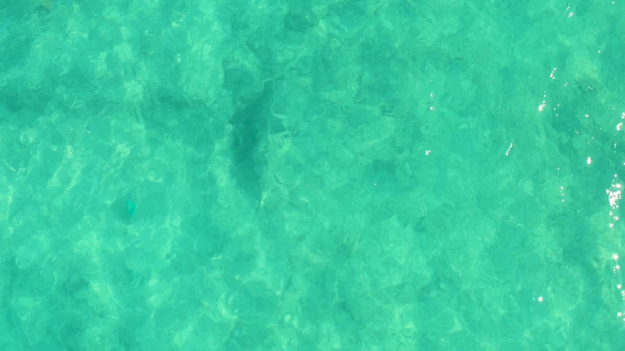 Shark beneath turquoise water with brighter ripples nearby.