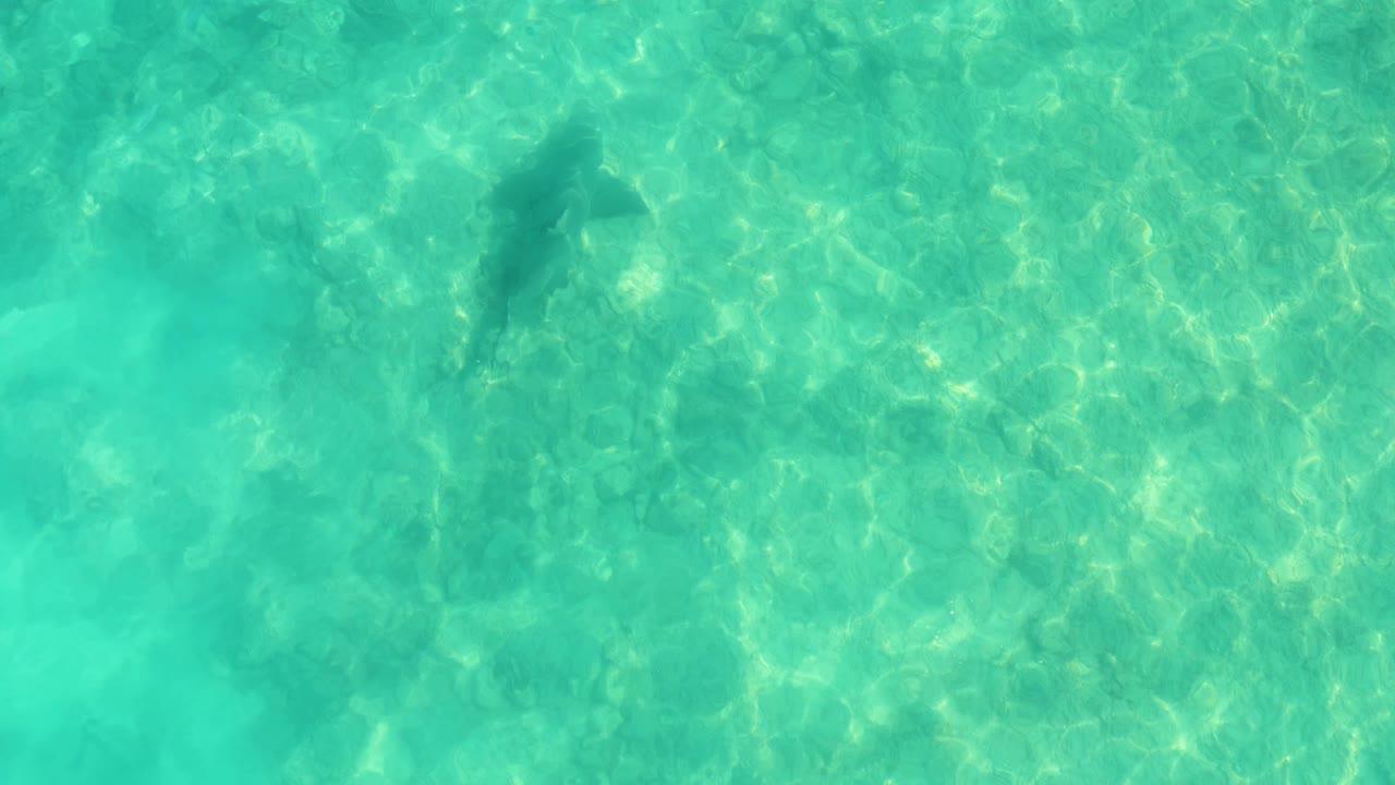 A dolphin appears under clear turquoise water in Cabo Pulmo, with sunlit texture on the shallow seabed and no visible people.