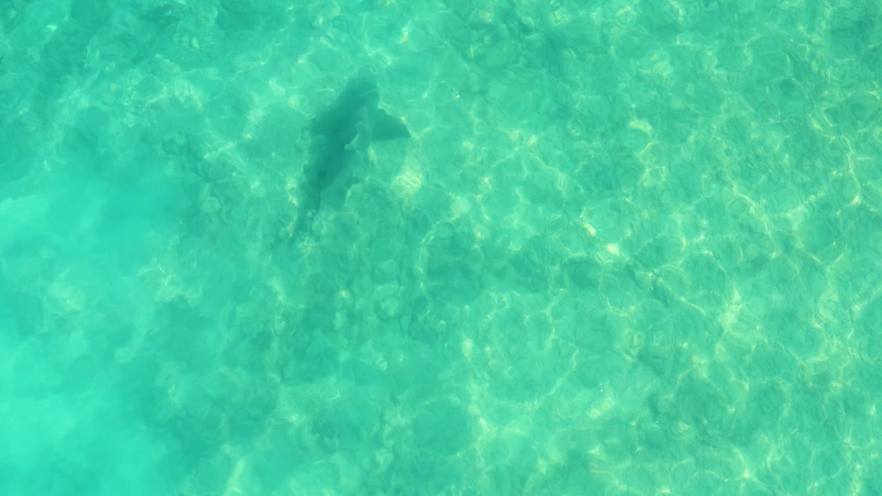The dolphin is seen from above in Cabo Pulmo as a dark shape below rippled turquoise water, with the seabed visible and no visible people.