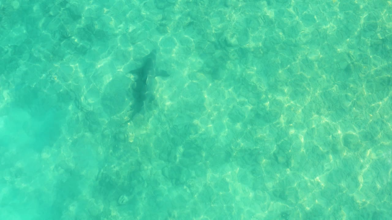 An overhead frame shows the dolphin centered beneath bright turquoise water in Cabo Pulmo, with broken sunlight patterns and no visible people.