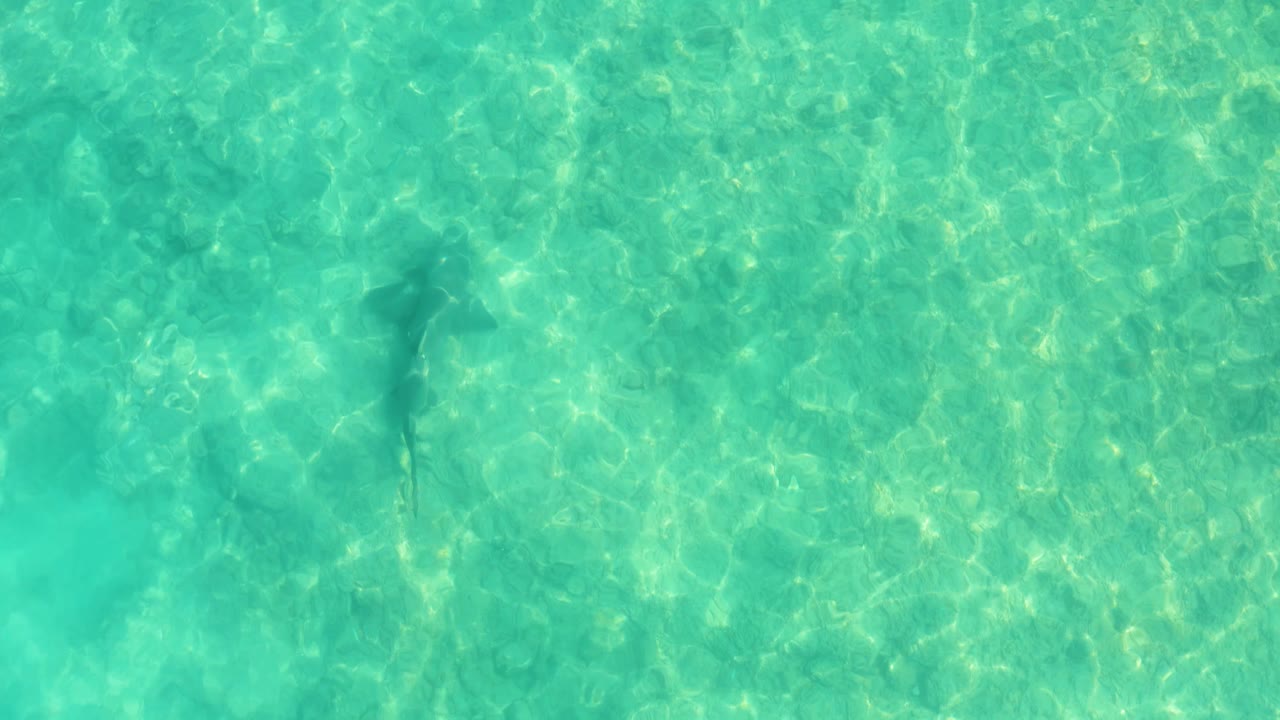 Dolphin gliding over shallow seabed