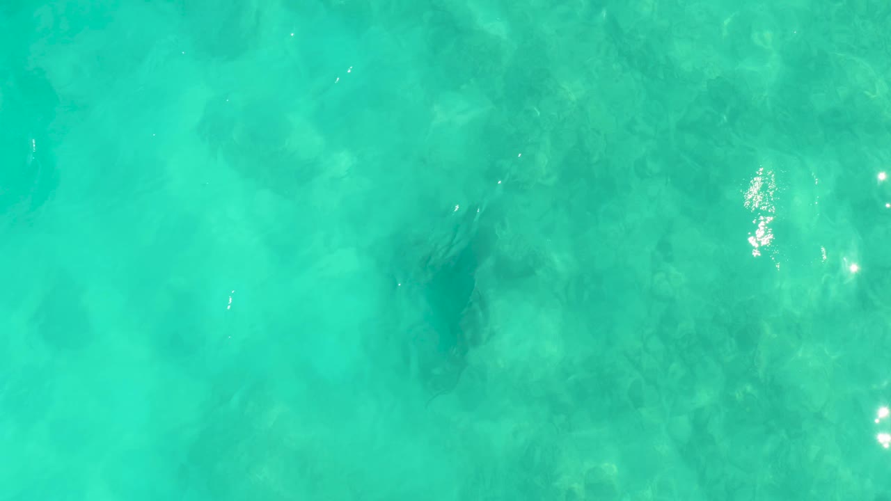 At 0:02, the stingray silhouette sits near the center of the frame in shallow turquoise water above a faint rocky seabed in Cabo Pulmo, with no visible people.
