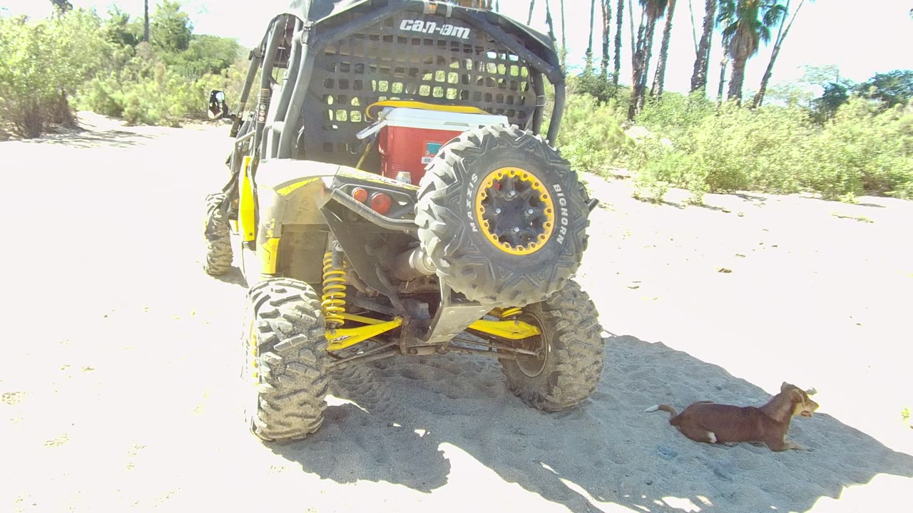 Small brown dog lies on pale sandy ground beside the rear of a yellow and black UTV in Los Cabos, Baja California Sur, with no visible people.