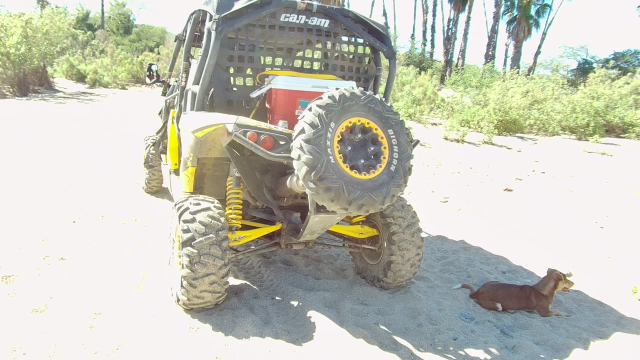 Dog still lying on sandy ground near the rear tire and shadow of a UTV.