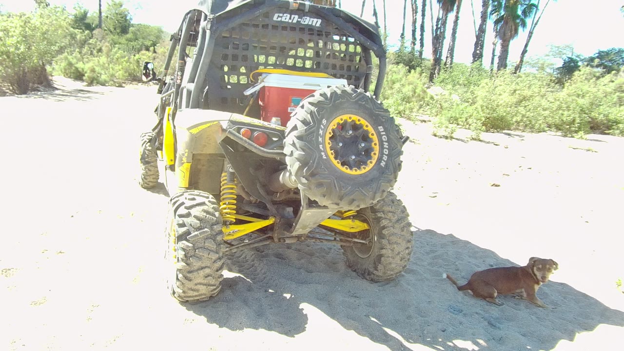 The dog begins to sit up on the sandy ground to the right of the yellow and black UTV in Los Cabos, with no visible people in the bright outdoor frame.