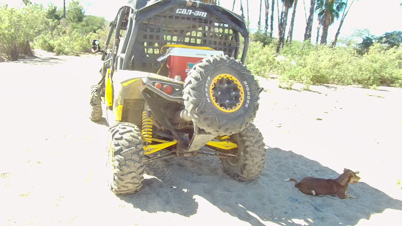 At 0:00, a yellow and black Can-Am UTV is parked on a sandy path in Los Cabos with a small brown dog lying in shade at right and no visible people.