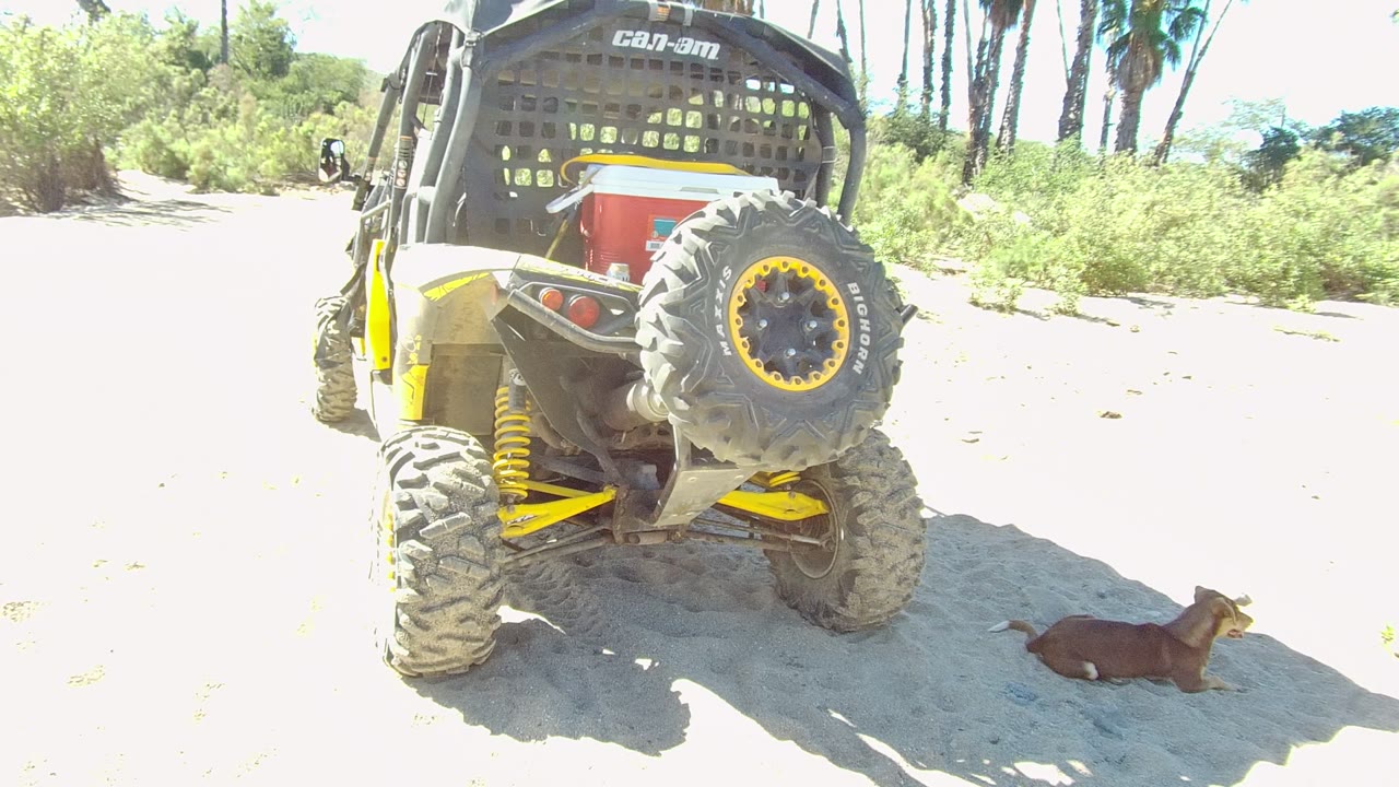 Rear of Can-Am UTV with dog lying on sand nearby