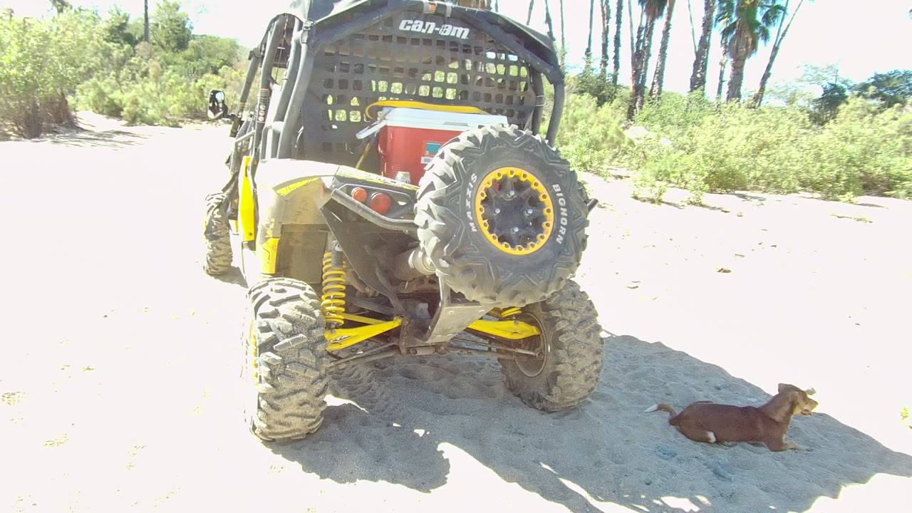 Parked yellow and black UTV with dog lying beside its shadow.