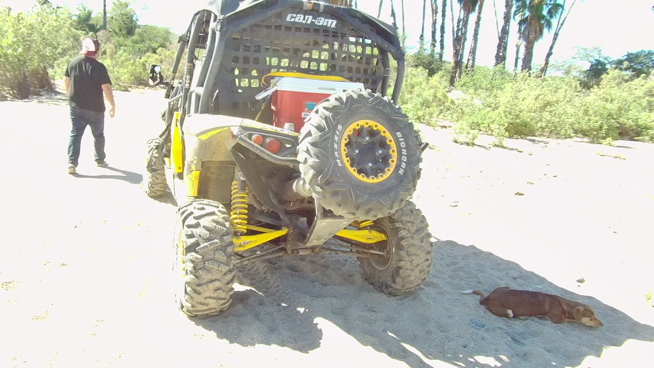 In Los Cabos, Mexico, a person in dark clothing walks away from a yellow and black Can-Am off-road vehicle while a brown dog lies on sandy ground at frame right.