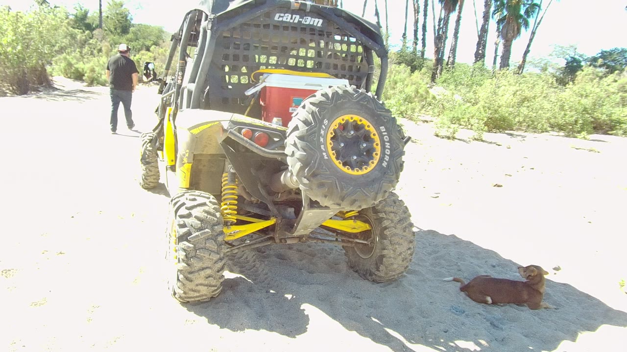 At 0:02 in Los Cabos, Mexico, the person appears smaller in the distance, the rear of the yellow and black Can-Am dominates the frame, and the dog remains lying on the sand.