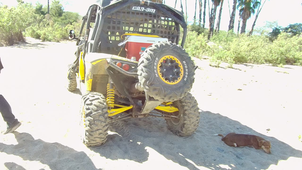 In Los Cabos, Baja California Sur, the rear of the Can-Am vehicle fills the left side as the dog lies near the lower right and the man's legs are partly visible exiting the frame.