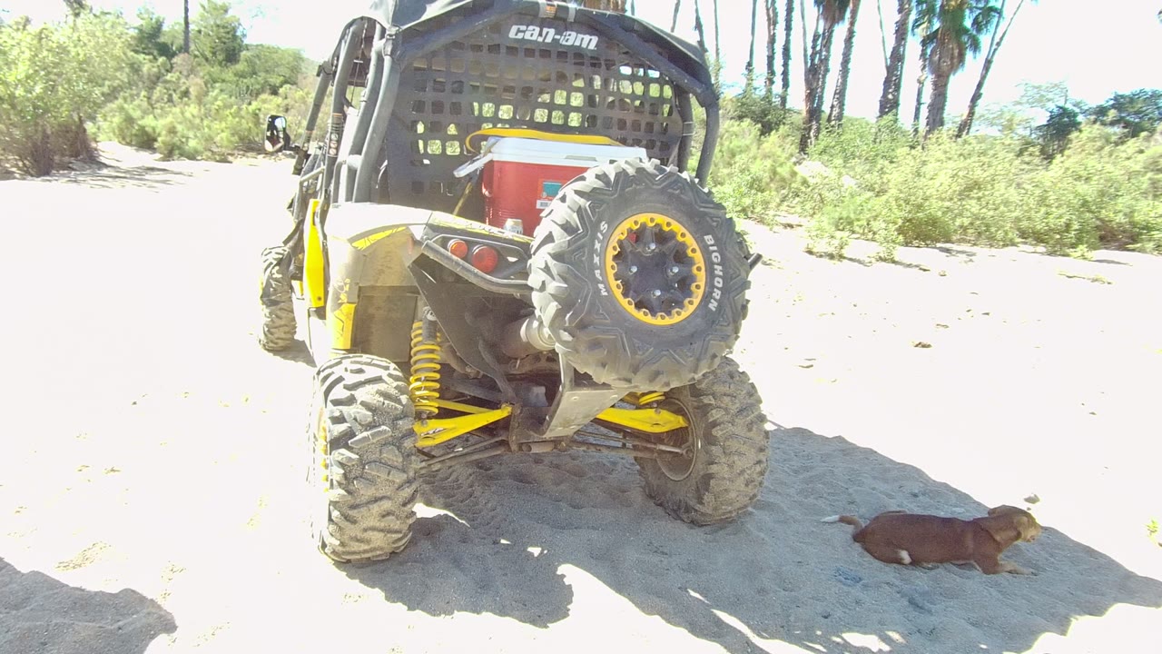At 0:02 in Los Cabos, the rear tire and spare tire of the off-road vehicle dominate the frame as the dog lies farther right on the pale sand, with no visible people.