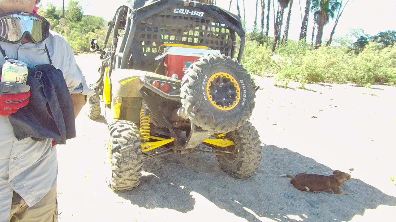 At 0:00 in Los Cabos, a man in gloves stands partly cropped beside the rear of a yellow and black UTV while a small brown dog lies or moves on bright sand.