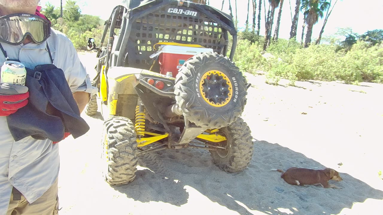 Man holding a can near the rear of a parked UTV as a small dog stays on the sand.