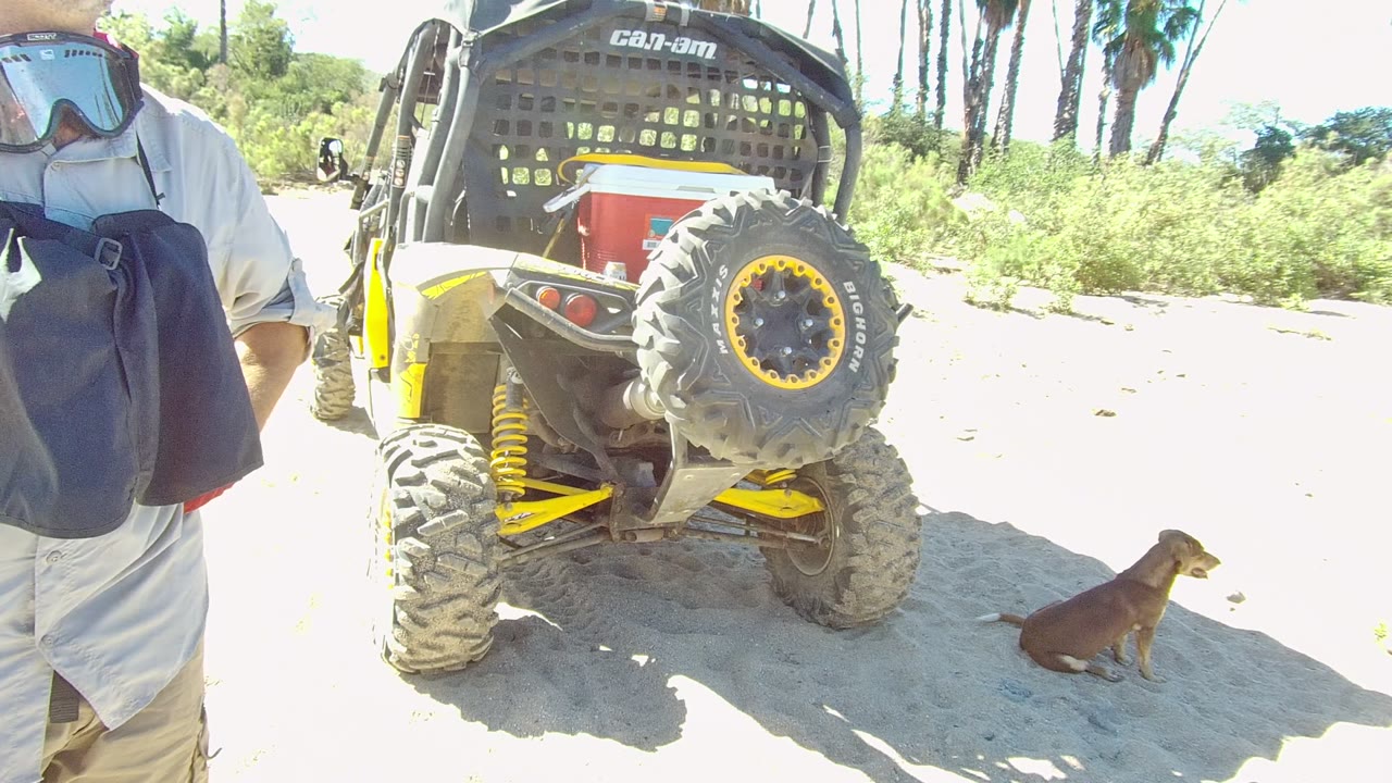 In Los Cabos, Baja California Sur, a brown dog sits on sandy ground beside the rear tire of a parked Can-Am UTV while a cropped person in goggles stands at the left edge.