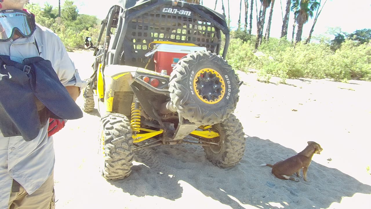 Dog sitting on sand near the rear of a UTV and a person standing at frame edge.