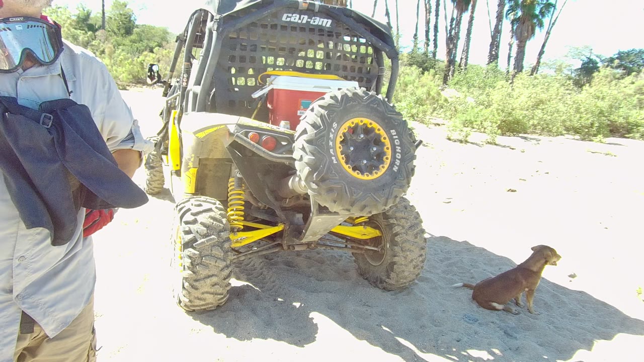 In Los Cabos, Baja California Sur, the seated dog faces toward the parked UTV as bright sun washes the sand and palm trunks rise behind the brush.