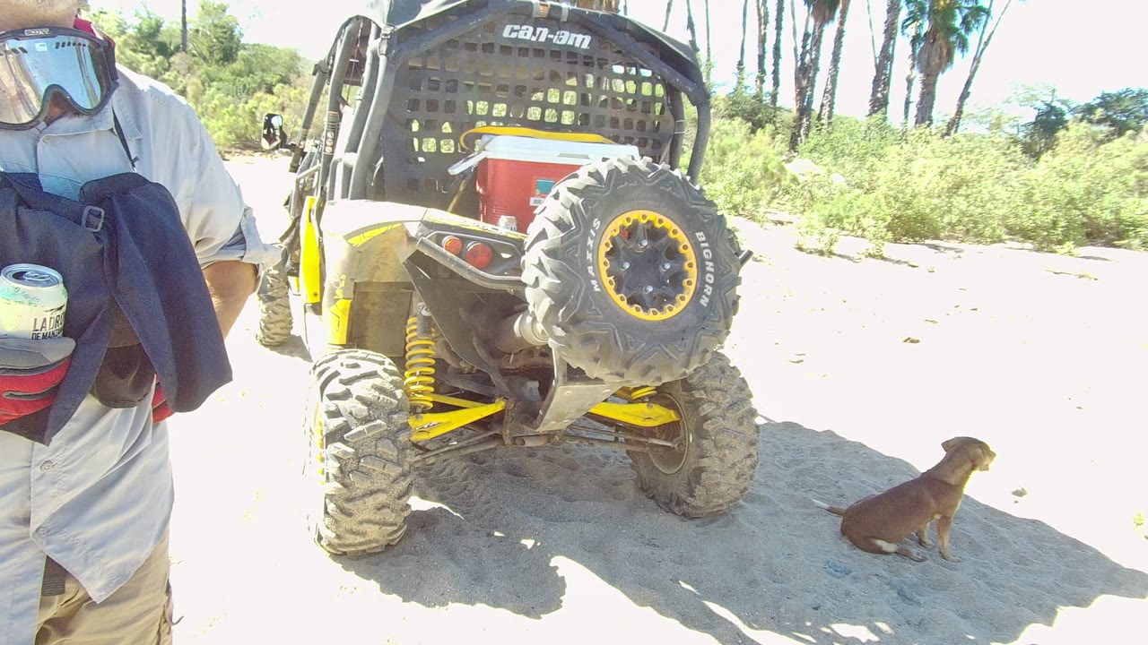 At 0:00 in Los Cabos, a cropped rider holding a bag and can stands beside the rear of a yellow and black UTV while a small brown dog sits to the right on sand.