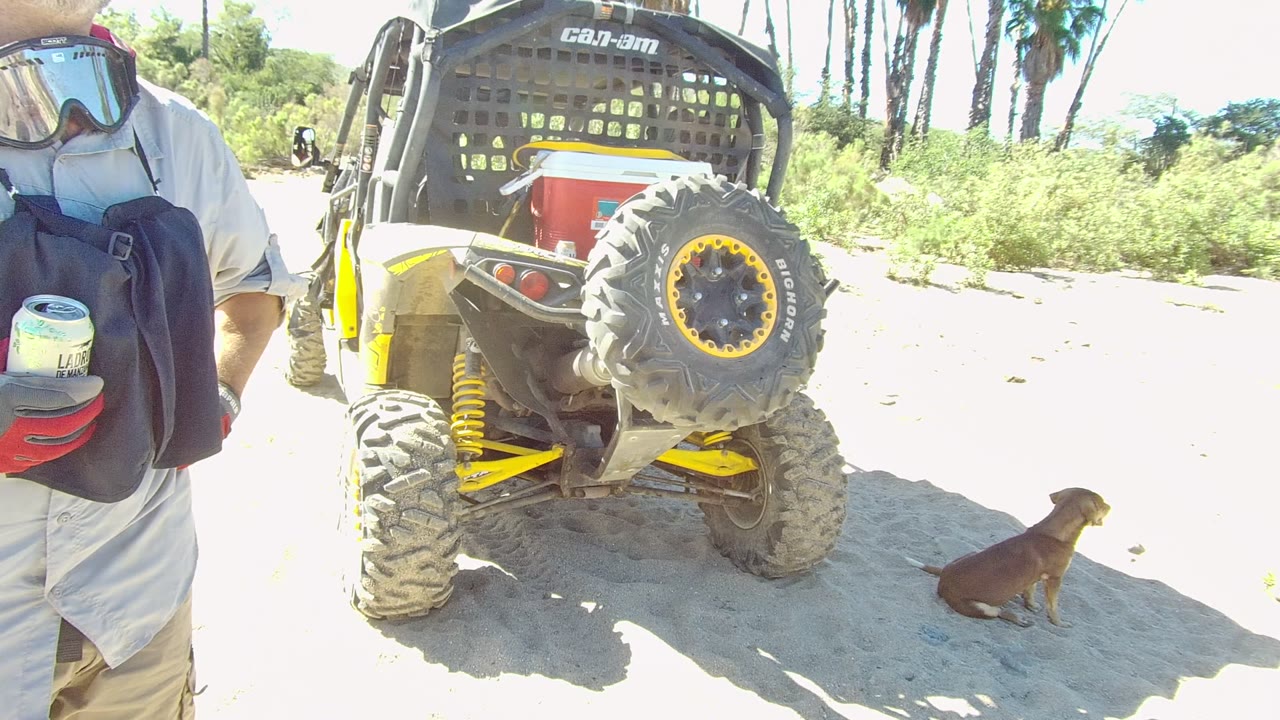 Rear of an off-road UTV with a seated dog and cropped person at the edge.