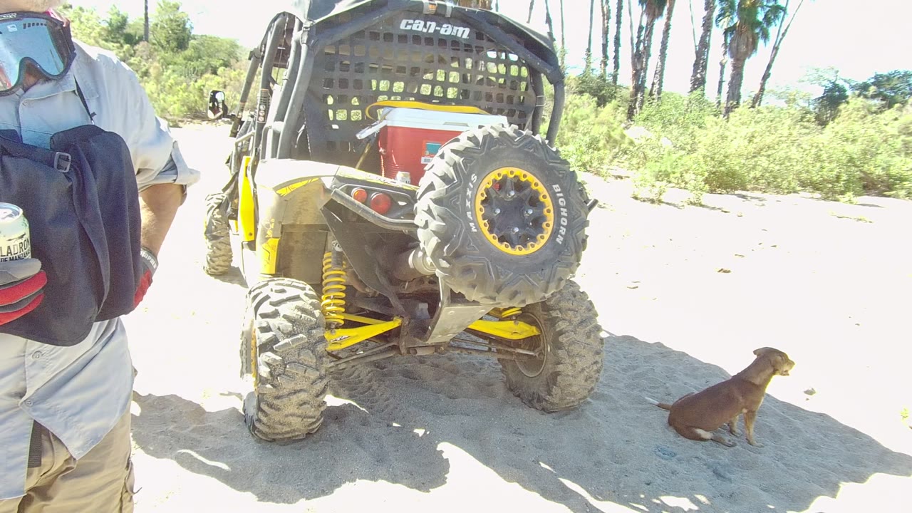 Rear of a yellow and black UTV with a dog sitting on sunlit sand.