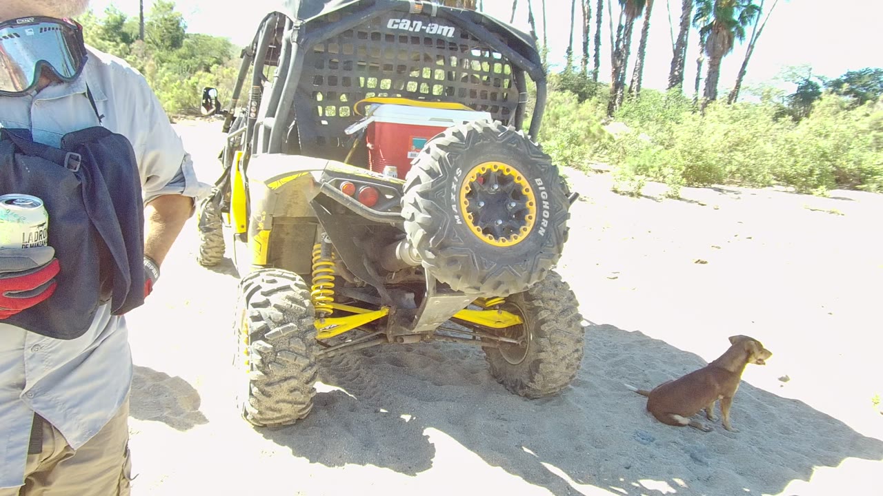 In Los Cabos, Baja California Sur, the UTV remains parked in the same sandy spot, the foreground person is cropped at the right edge, and the seated dog faces the vehicle near low greenery and palm trees.