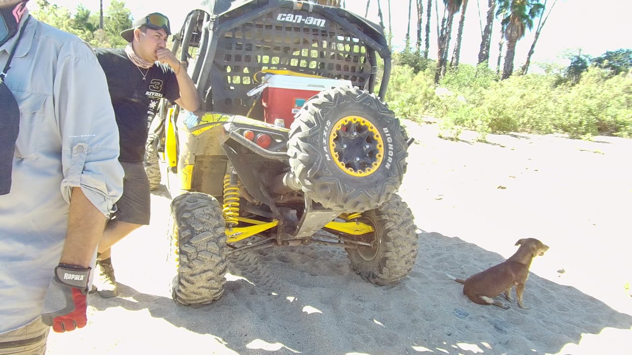 In Los Cabos, a person in a black shirt drinks beside a yellow Can-Am off-road vehicle as a dog sits on the sandy beach and another person is cropped in the foreground.