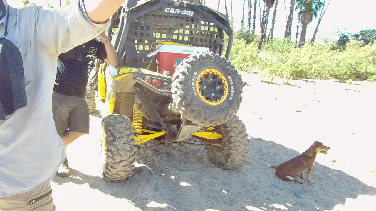 In Los Cabos, a light-shirted person moves close across the foreground, partly obscuring the centered buggy while a dog remains seated near the right edge.