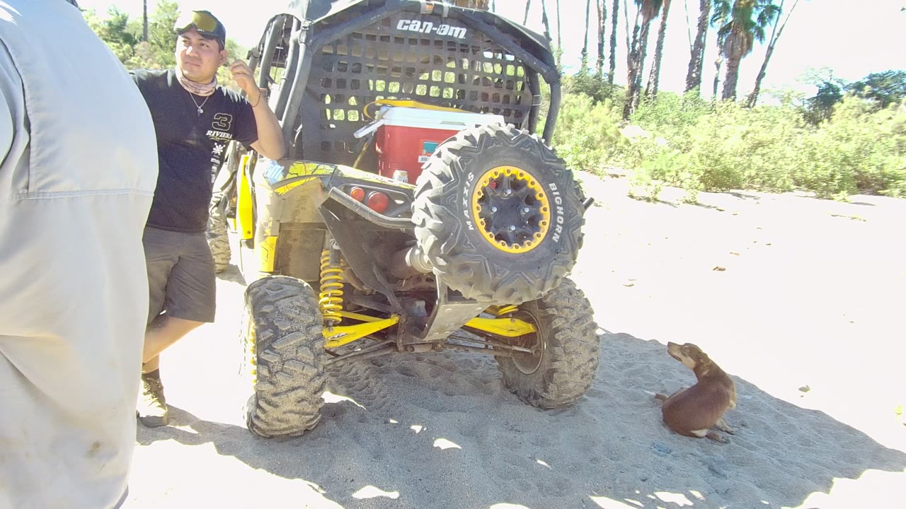 At 0:00 in Los Cabos, a man in a black shirt drinks beside a yellow and black UTV while a brown sea lion sits on bright sand near coastal vegetation.