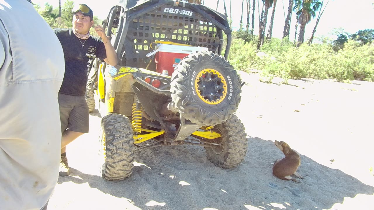 Yellow and black UTV on sand with man drinking and sea lion nearby.