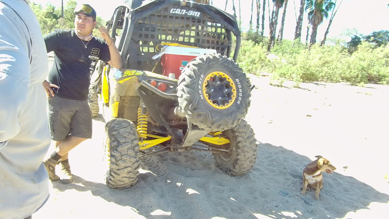 At 0:00 in Los Cabos, a small brown dog stands near a yellow and black off-road vehicle on sand while an adult man is visible beside the vehicle and palms line the background.