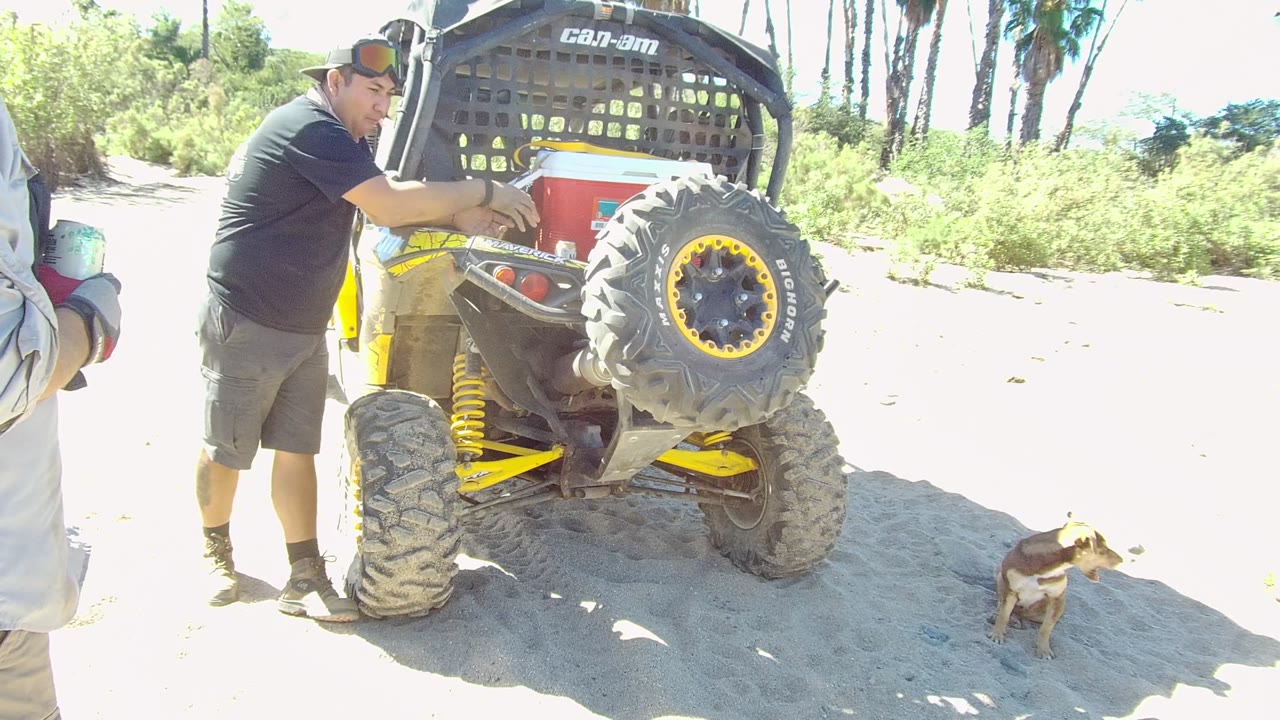 At 0:02 in Los Cabos, the man continues handling the rear cargo area of the Can-Am buggy while the dog sits to the right on bright sandy ground.