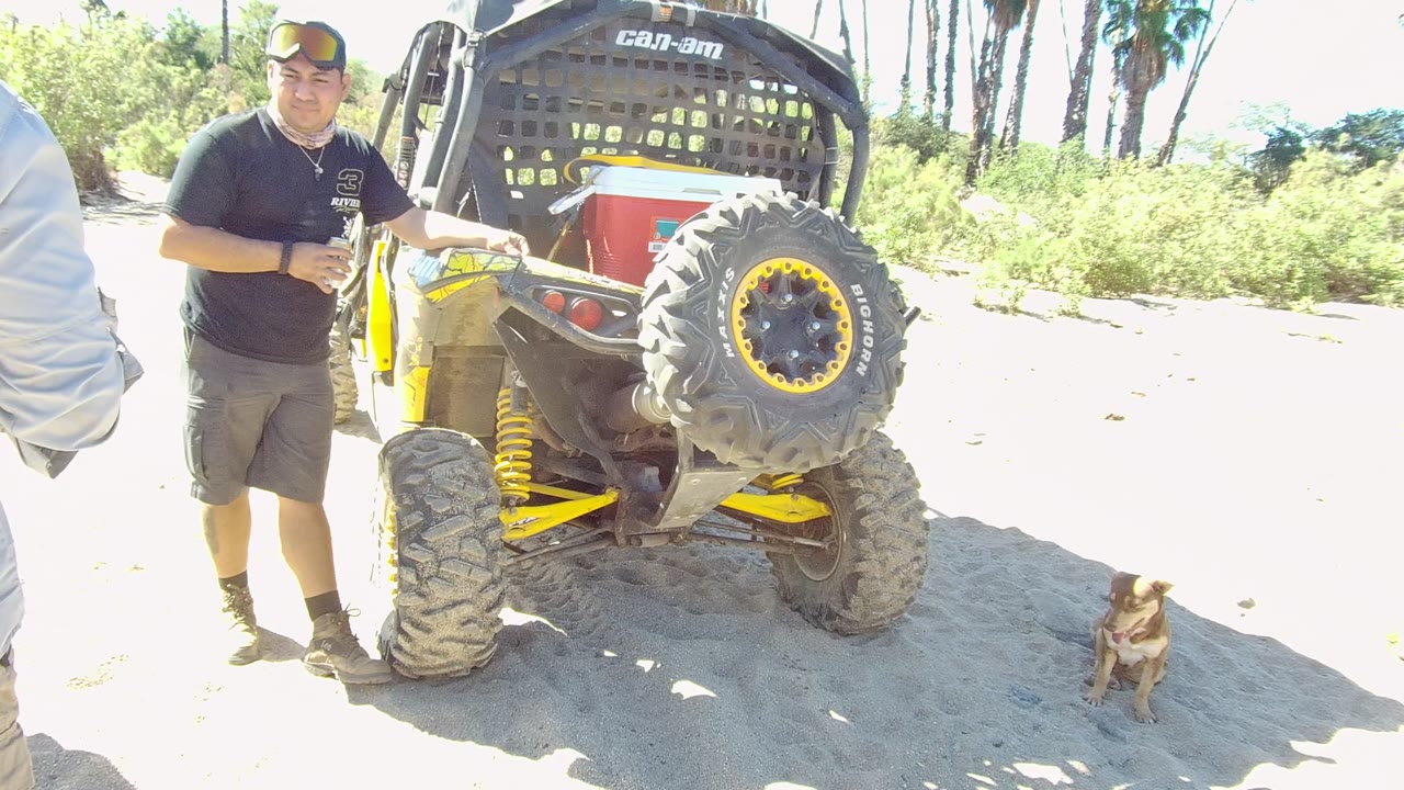 In Los Cabos, the man stands at the left side of the Can-Am vehicle, with the dog seated farther right and palm trees visible beyond the sandy area.