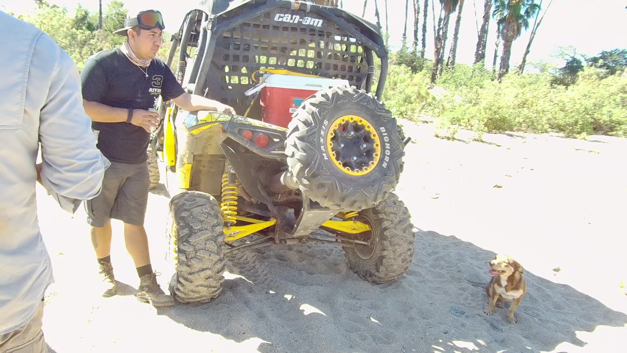 At 0:00 in Los Cabos, a man stands beside the rear of a yellow and black off-road vehicle while a small dog sits on the sand near palm trees and greenery.