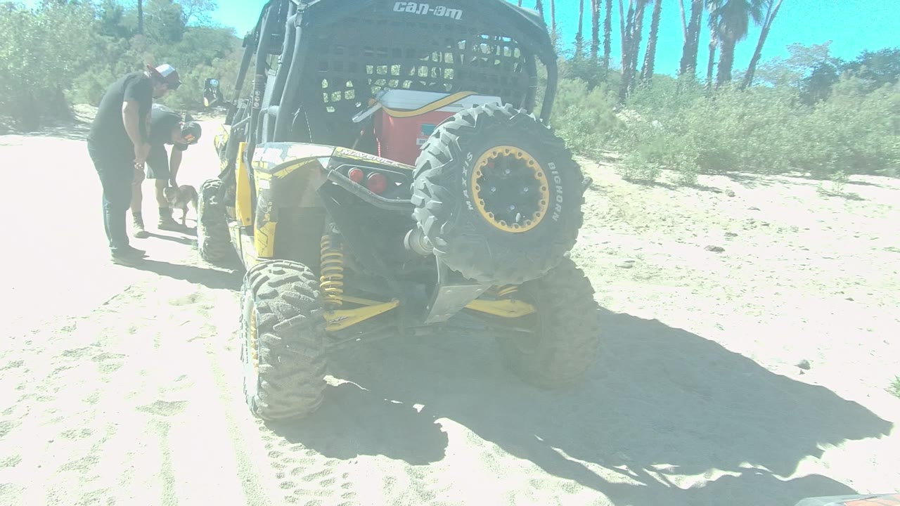Rear of a yellow UTV on sand with a man and dog beside it.