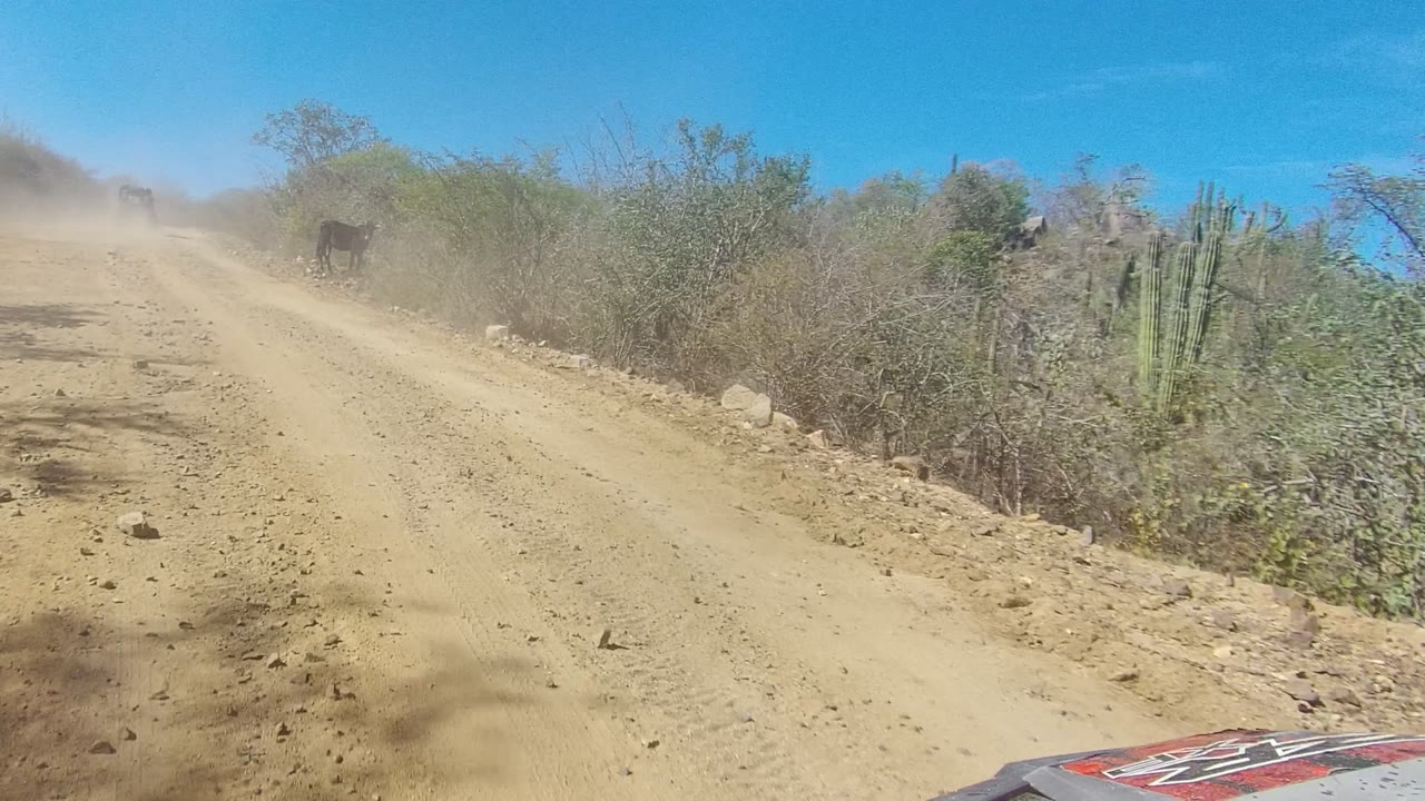 A dark animal becomes visible on the right shoulder of the Los Cabos dirt road, with dust drifting across the track, cactus and scrub at the roadside, and no visible people.