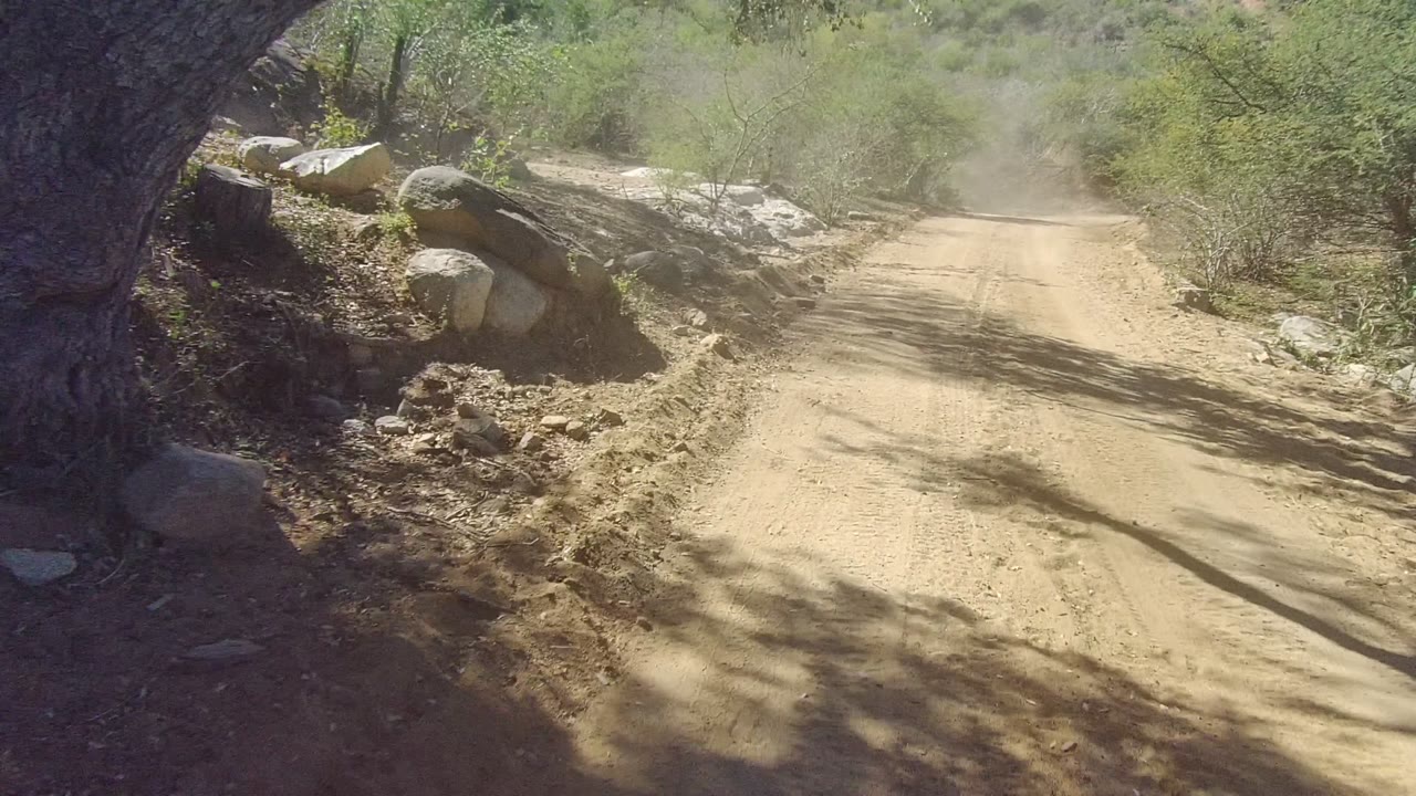 A sandy dirt road in Los Cabos, Baja California Sur begins under a dark tree edge with rocks and dry shrubs along the left side, no visible people.