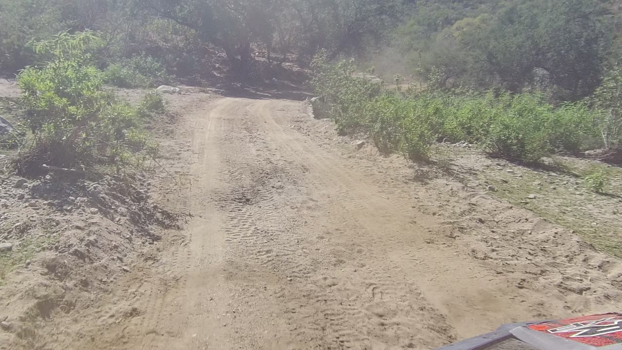 A rutted sandy road in Los Cabos, Baja California Sur, narrows toward darker trees ahead, with brush along the shoulders and no visible people.