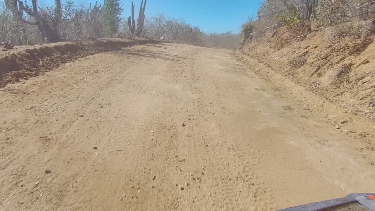 A Los Cabos dirt road curves through arid roadside banks with tall cacti, scrub trees, sandy tire marks, and no visible people.