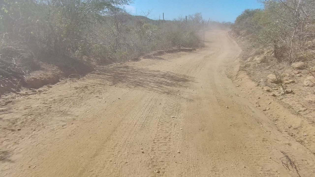 A sandy track in Los Cabos climbs slightly between eroded banks, dry vegetation, and tall cactus-like plants in the background, with no visible people.
