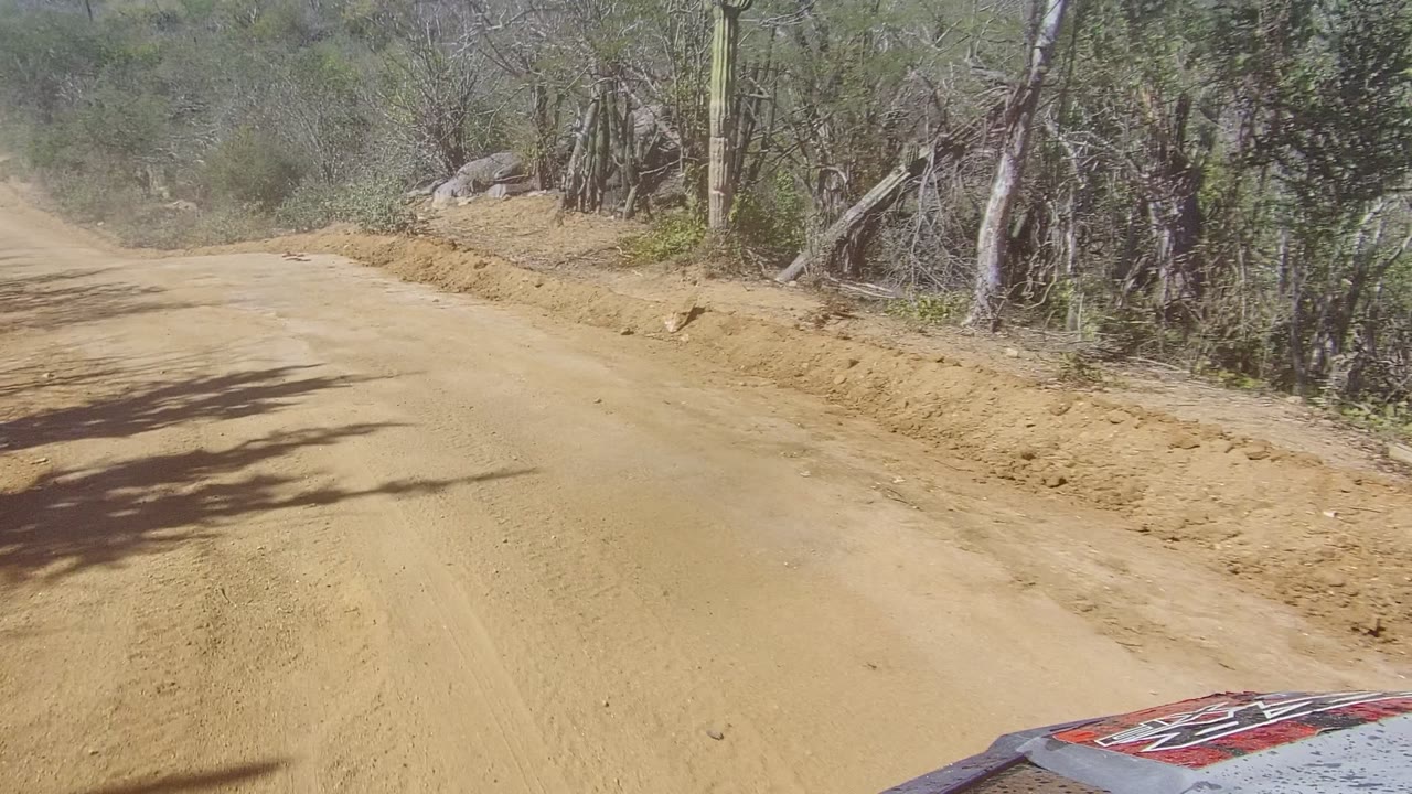 Dusty road curving past shrubs and cactus-like plants