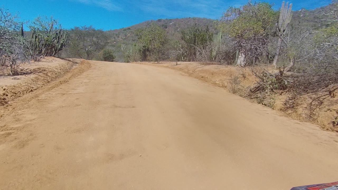 Curving sandy road with cactus and scrub along the roadside.