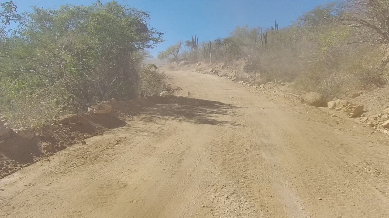 Sandy road between desert shrubs and cacti