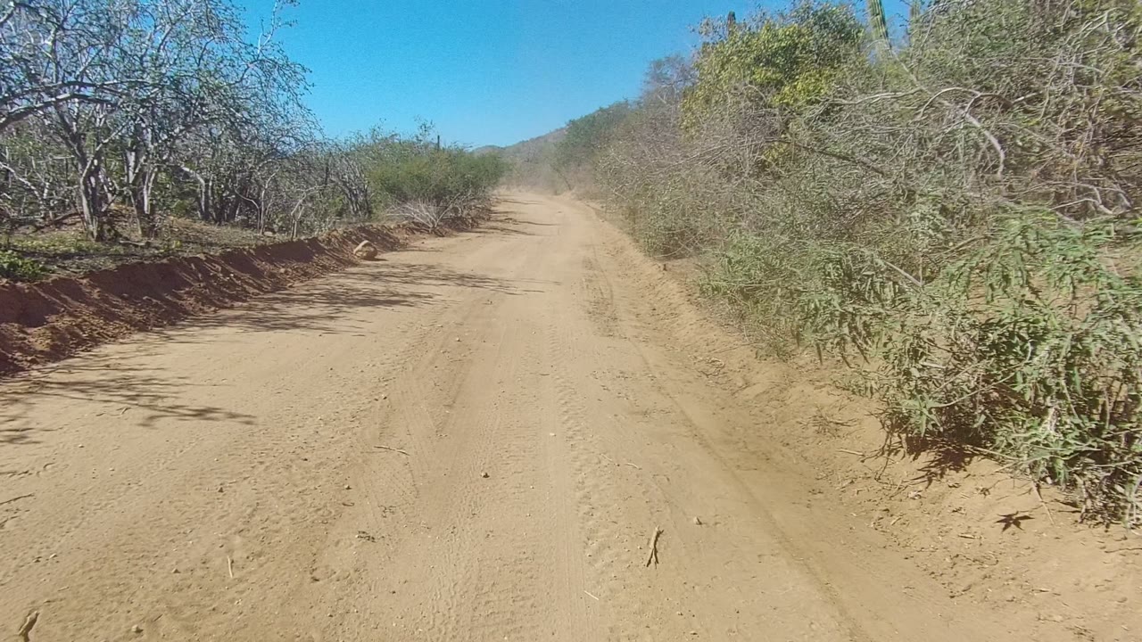 Sandy road curving past low dry trees and brush
