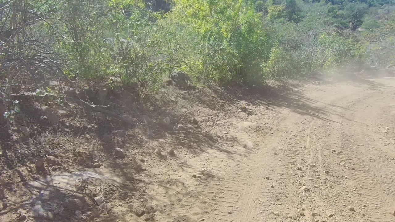 Curving dirt track with dust drifting near dense shrubs